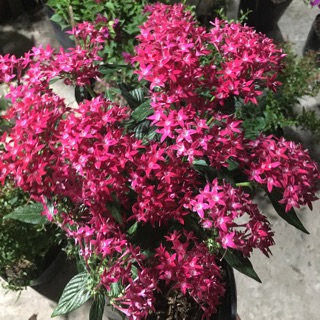 Hoa Diễm châu siêu bông