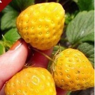 100h - Dâu Tây vàng F1