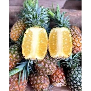 Thơm (dứa)mật siêu ngọt (quả nặng từ 1ký đến 1,2kg( giao siêu tốc