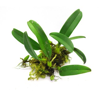 Lan Lọng Pha Long - Bulbophyllum Andersonii