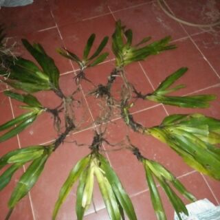 Đại lan huệ đồng