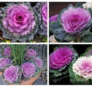 HẠT GIỐNG HOA BẮP CẢI MIX MÀU