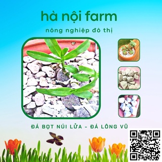 Đá bọt núi lửa, Đá lông vũ  - Đá giữ ẩm size 1-2 - túi 5dm