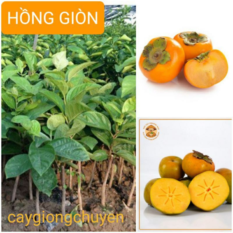 GIỐNG CÂY HỒNG GIÒN GHÉP KHÔNG HẠT