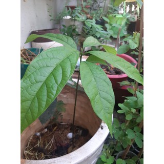 (Quận 8 - Hỏa tốc) Cây BƠ SÁP cao 40-60cm.