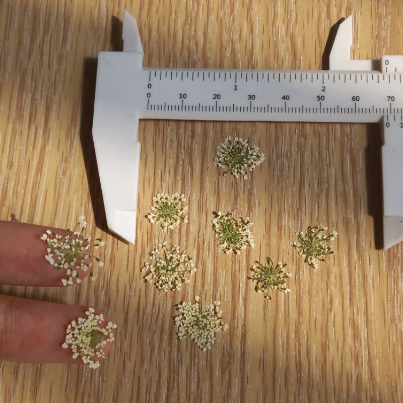 Gói 10 hoa khô Queen anne's lace ép khô dùng trang trí resin, móng tay, thiệp handmade