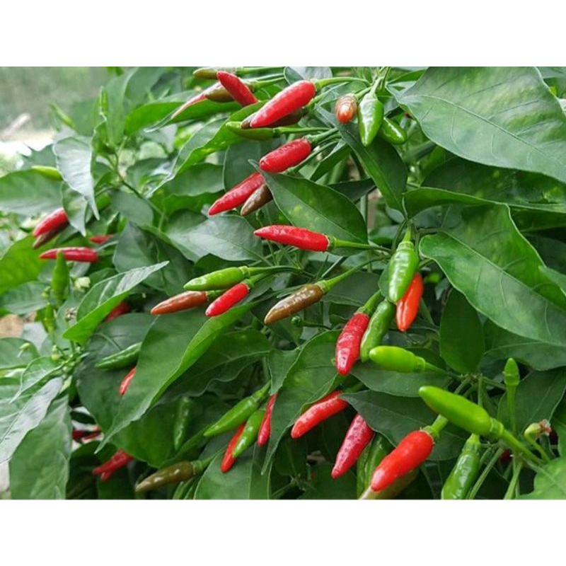 Hạt Giống Ớt Xiêm Siêu Trái, Siêu Cay gói 0,1g