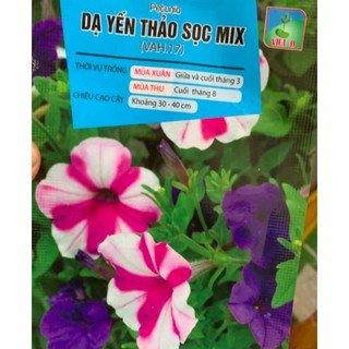 Dạ yến thảo mix, sọc, rủ
