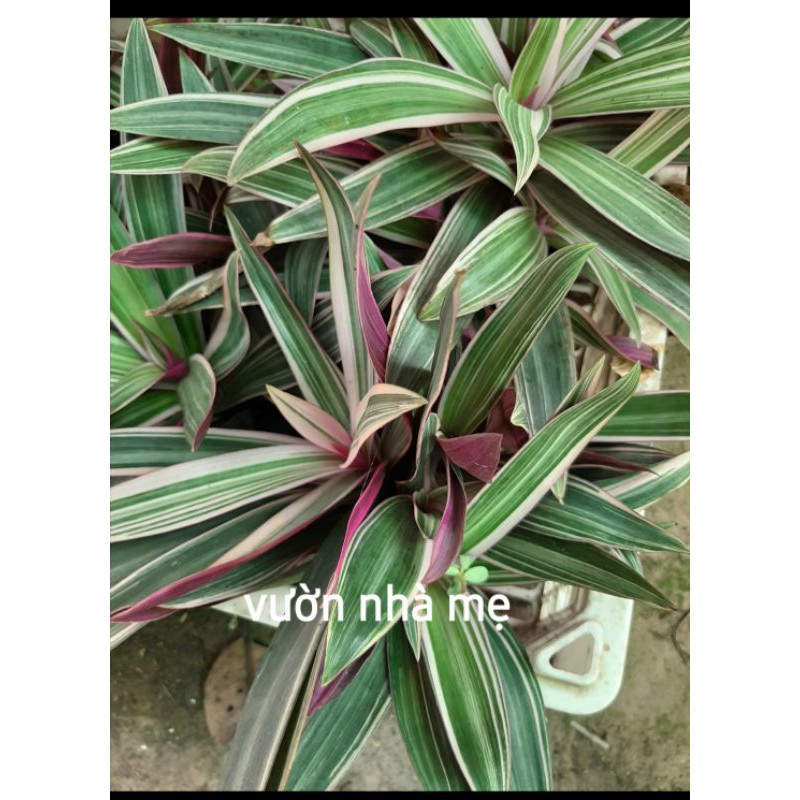 Cây lẻ bạn sọc trắng, thài lài, bảy sắc cầu vòng