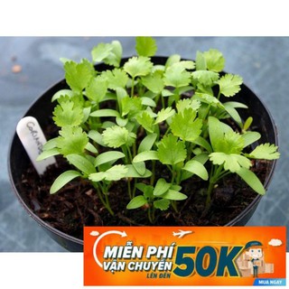 20g Hạt giống Ngò Rí