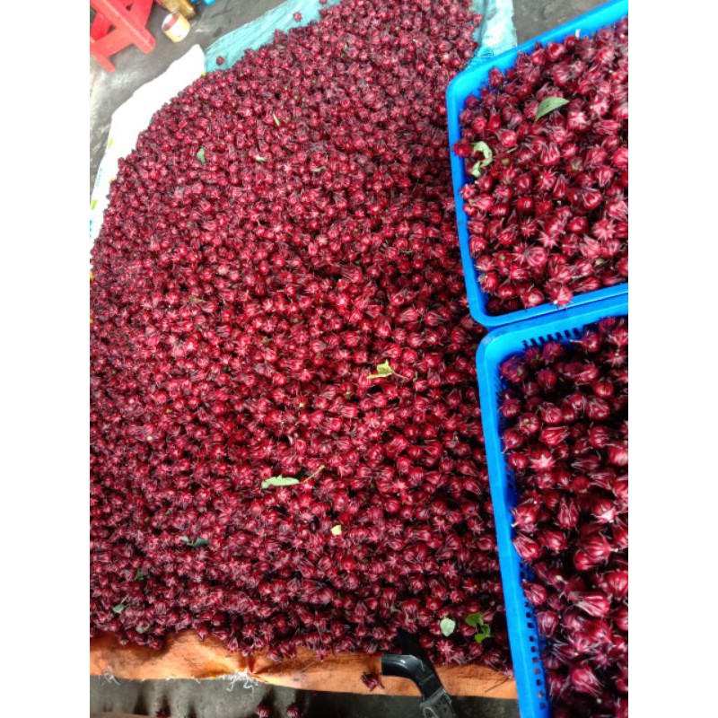 Hoa Hibicus tươi_ Nguyên hạt 1ký