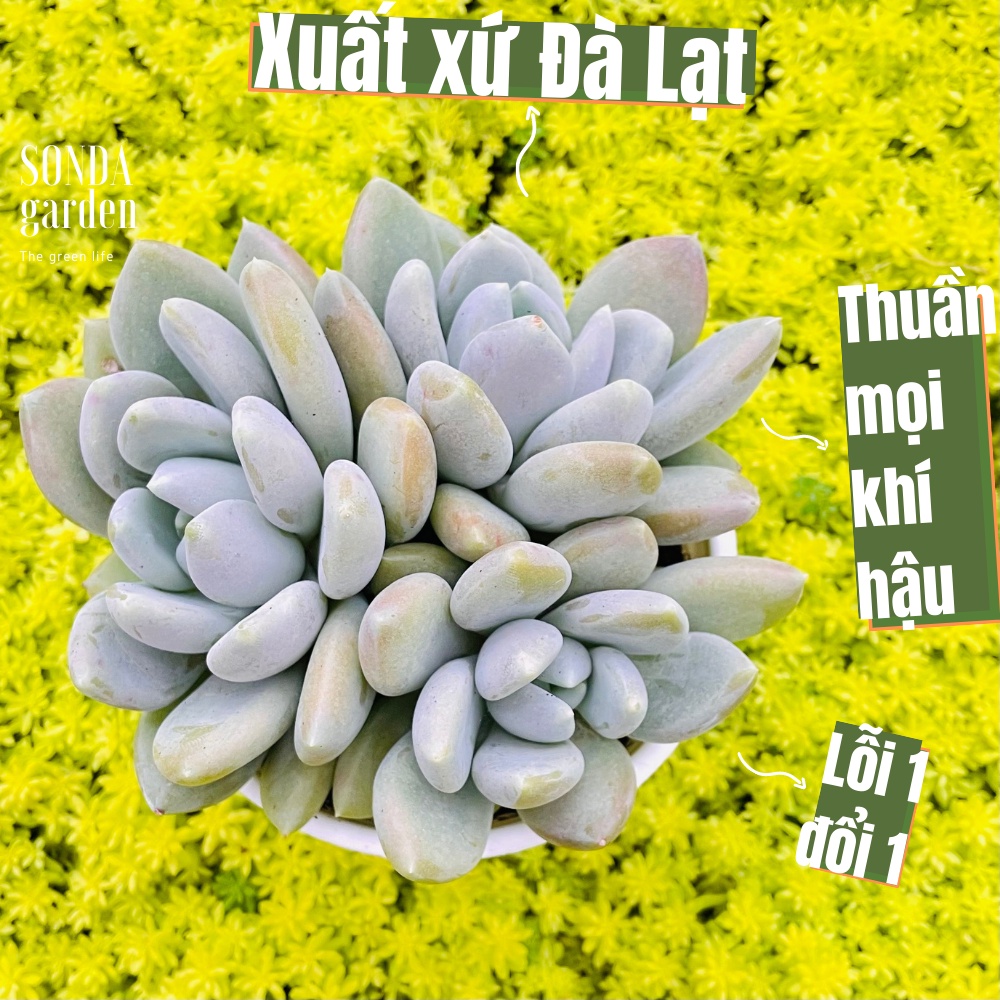 Sen đá sỏi xám bụi nhiều đầu SONDA Garden size trung bình 10-12cm lỗi 1 đổi 1