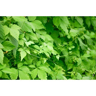 Trà Giảo Cổ Lam thơm, sạch - 100Gr