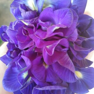 Hoa đậu biếc nhà trồng 100g 50k