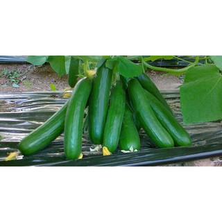 Hạt giống DƯA CHUỘT CHANH ( ORGANIC SEEDS )