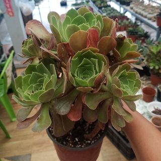 Aeonium Cyclops