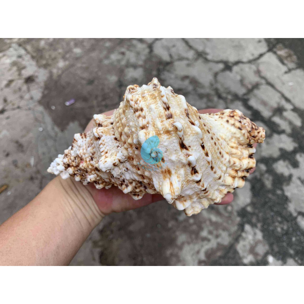 VỎ ỐC TÙ VÀ GAI, trang trí nhà cửa, bàn làm việc, bể cá cảnh, quà lưu niệm, chậu trồng xương rồng sen đá, cây cảnh để bà