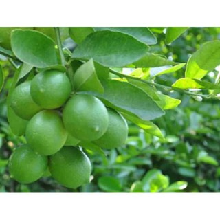 [Xả - Cắt Lỗ ] Chanh Không Hạt