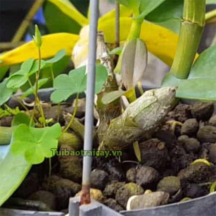 1kg phân dê Thanh Hà cho lan và cây cảnh - GT6