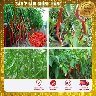 Combo 5 Gói hạt Giống Ớt Đậu Đũa F1 Thái Lucky seeds Tặng 1 NPK