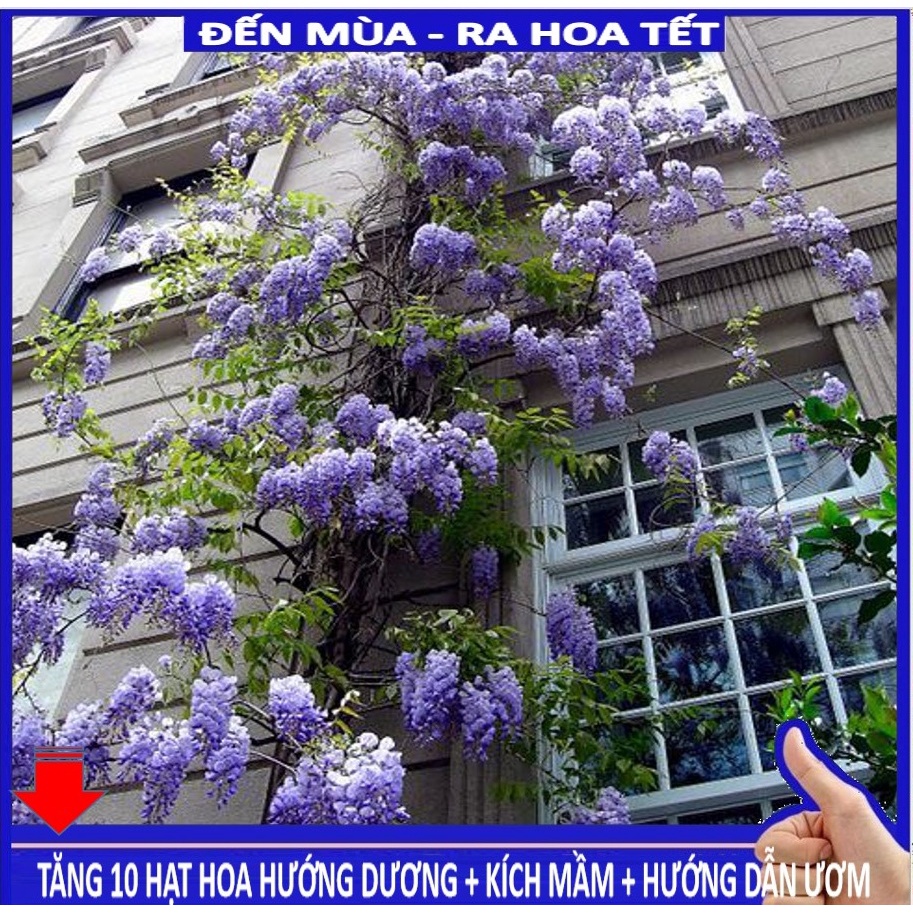 Hạt giống Hoa Tử đằng: cây hoa leo thân hóa gỗ 5 hạt