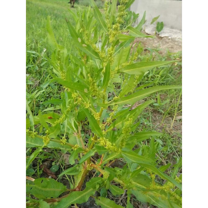 500G Cây Chút Chít Khô