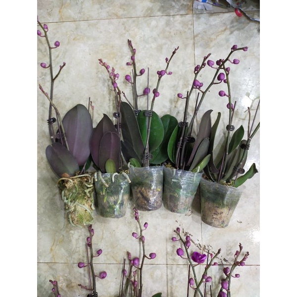 Combo 3 cây mãn thiên hồng đang hoa phân nhánh