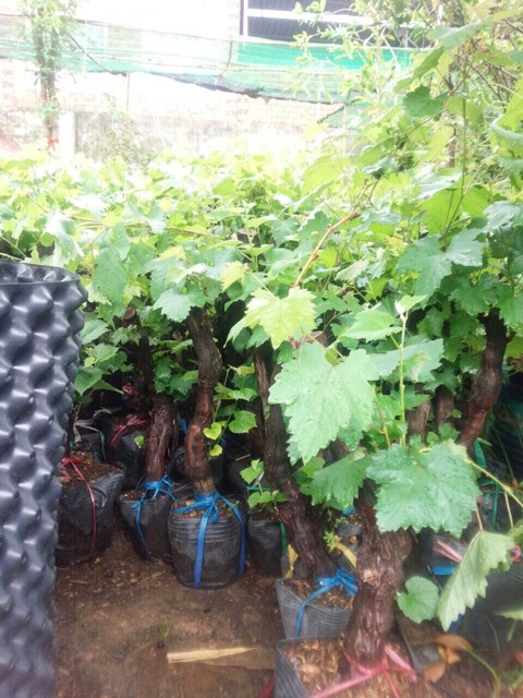 Nho pháp leo giàn cây đã ra trái tại Tphcm