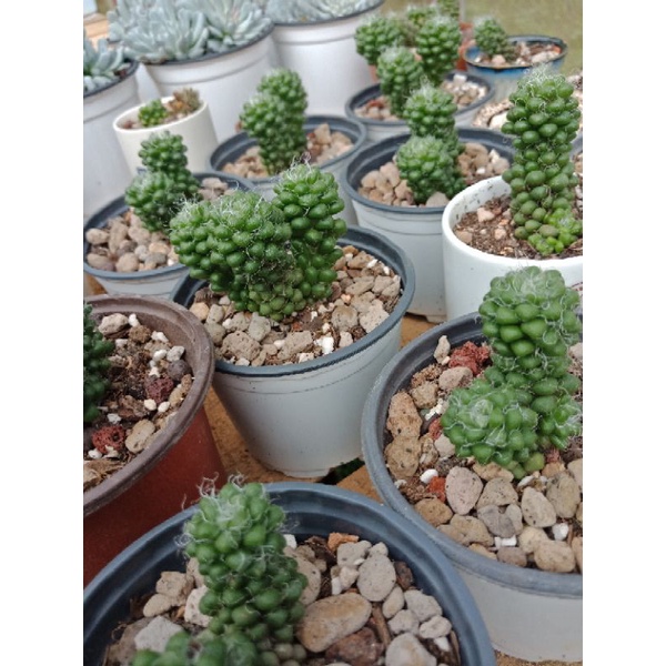 SEN ĐÁ HẠT GẠO LÔNG