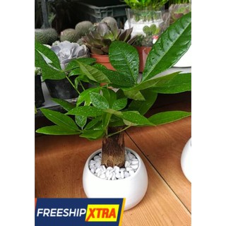 (Xanhshop22) Cây kim ngân nhỏ chậu sứ tròn