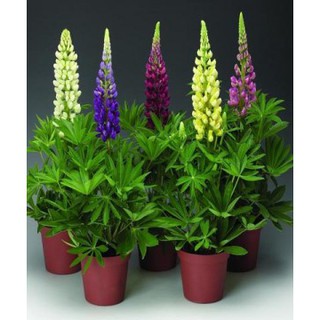 Hạt giống hoa Đậu Lupin