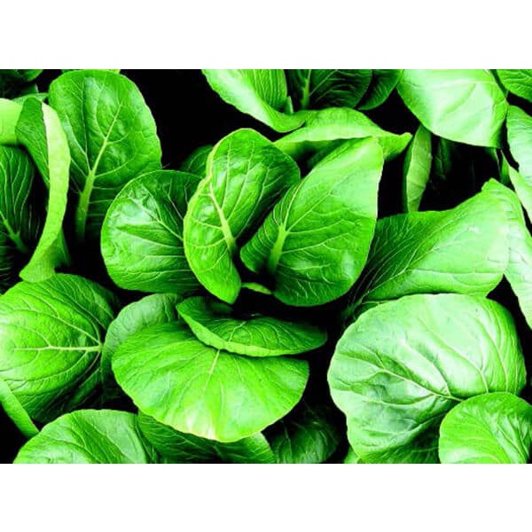 Hạt Giống CẢI THÌA LAI F1 SH105 - Gói 20Gr - SEN HỒNG