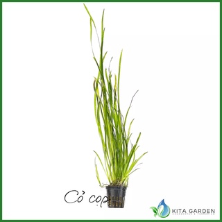 CỎ CỌP -THỦY SINH- Cây Thủy Sinh Cỏ Cop