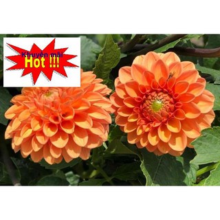 ⚡️ HẠT GIỐNG HOA THƯỢC DƯỢC MIX⚡️ NẢY MẦM 100% GÓI 50 HẠT TẶNG KÍCH MẦM