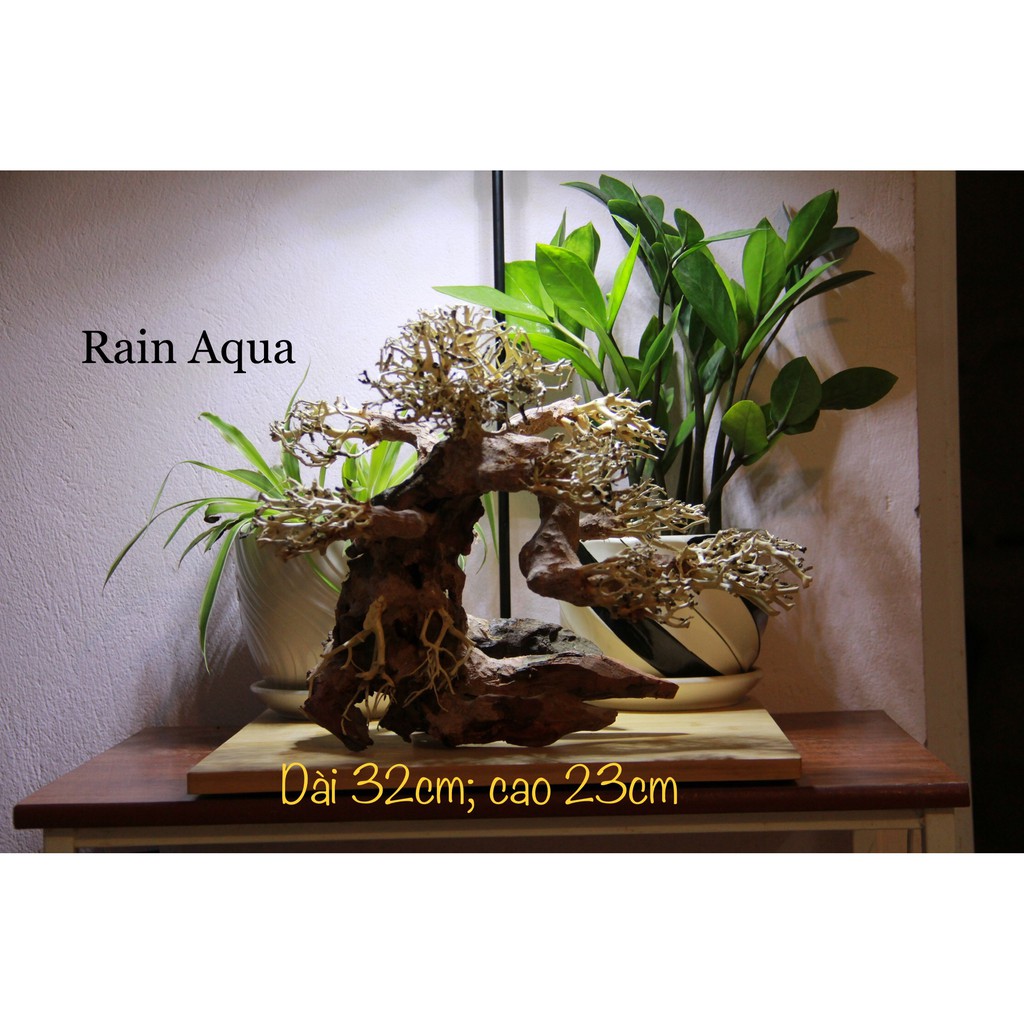 Cây lũa bonsai dài 32cm, cao23cm