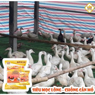 Siêu mọc lông, chống cắn mổ ( hàng chuẩn)