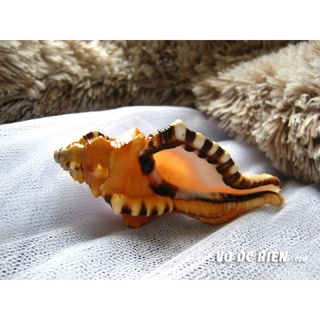 VỎ ỐC MỎ KÉT CAM