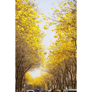 Combo 20 cây phong linh vàng giống 5k 1 cây