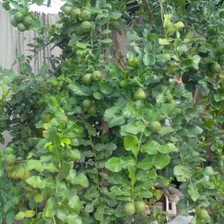 Cây 🌲 Chanh Thái ( cây tranh số 8)