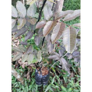 Cây 🌲 Nhãn tím... trái đỏ lá đỏ