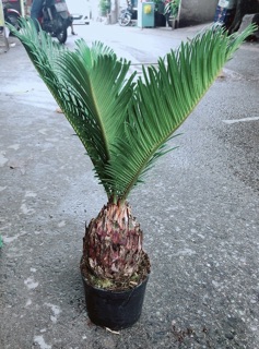 Chậu Vạn Tuế