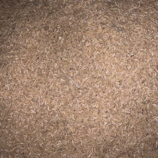 20kg vỏ trấu khô (trấu sống)dùng để trộn đất trồng cây