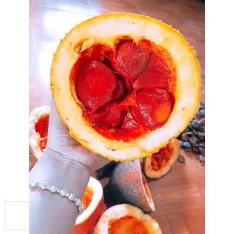 Bi lăn dầu gấc cho môi mềm đỏ tự nhiên