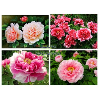 HG hoa mẫu đơn kép mix màu 5hat