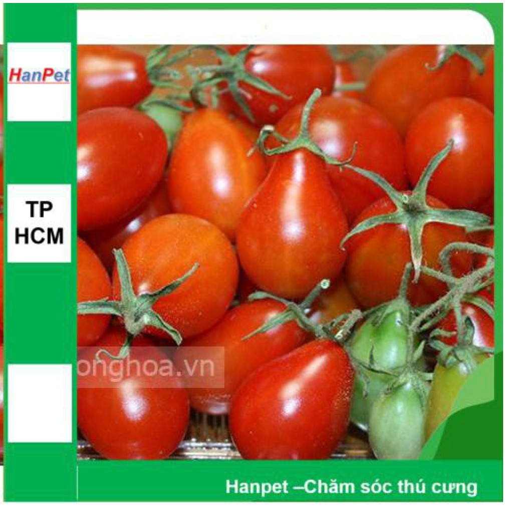 HN-(VƯỜN TRONG NHÀ) Hạt giống Cà chua hình lê (loại dài màu đỏ) Combo 30 hạt phù hợp khí hậu nhiệt đới-HP1002