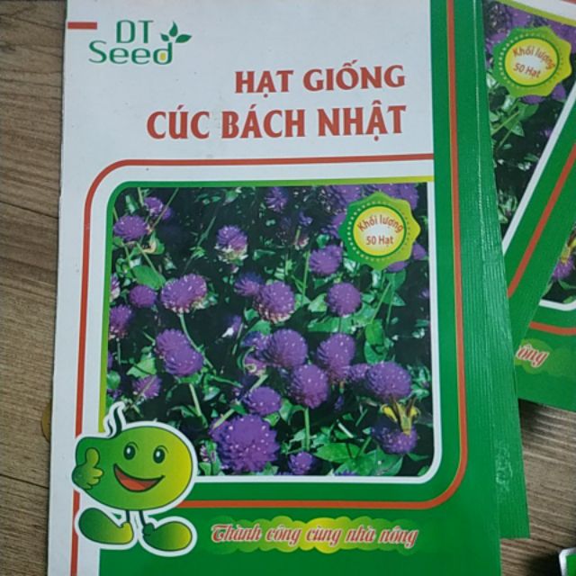 HẠT CÚC BÁCH NHẬT HOA ĐẸP - Rau củ quả trồng tại vườn, sân thượng, nông trang, ban công