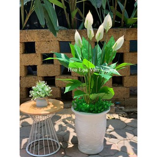 Cây Giả 🌺 Cây Lan Ý Cao Su Cao 1m