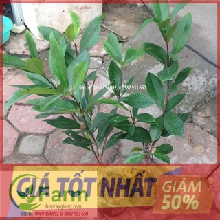 (GIÁ SỐC) cây cherry  brazil  chịu nhiệt cây đẹp cam kết chượng lượng