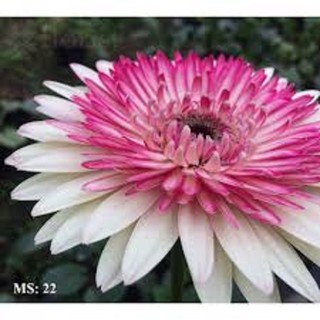 CÂY GIỐNG HOA ĐỒNG TIỀN CỔ CÁNH KÉP ĐỦ MÀU SIÊU ĐẸP GIÁ SIÊU RẺ