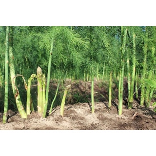 #Hạt_giống_măng_tây ( Tím + Xanh + Trắng ) ( tặng kèm kích mầm )